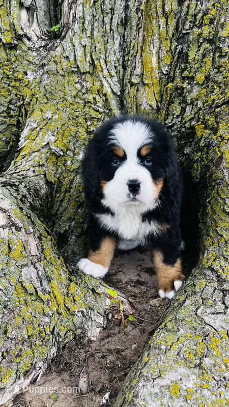 Callahan – Bernese Mountain Dog puppy for sale in Goshen, IN