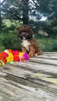 Max, a male Cavalier King Charles Spaniel and Poodle - Miniature  for sale in Goshen, IN – 5 of 10