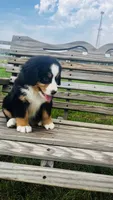 Heidi, a male Bernese Mountain Dog for sale in Goshen, IN – 6 of 10