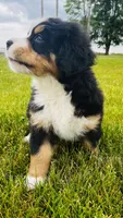 Everett, a male Bernese Mountain Dog for sale in Goshen, IN – 2 of 10