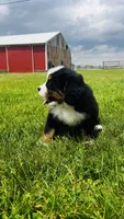 Montgomery, a male Bernese Mountain Dog for sale in Goshen, IN – 4 of 10
