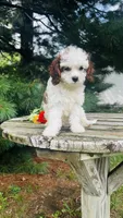 Milo, a male Cavalier King Charles Spaniel and Poodle - Miniature  for sale in Goshen, IN – 10 of 10