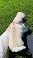Chloe, a female Pug for sale in Goshen, IN – Photo 10 of 10