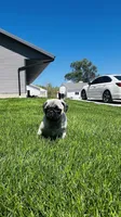 Chloe, a female Pug for sale in Goshen, IN – Photo 4 of 10