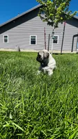 Chloe, a female Pug for sale in Goshen, IN – Photo 7 of 10