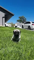 Chloe, a female Pug for sale in Goshen, IN – Photo 3 of 10