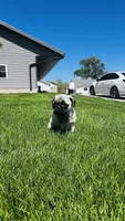 Chloe, a female Pug for sale in Goshen, IN – Photo 5 of 10
