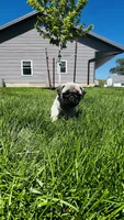 Chloe, a female Pug for sale in Goshen, IN – Photo 9 of 10