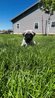Chloe, a female Pug for sale in Goshen, IN – Photo 6 of 10