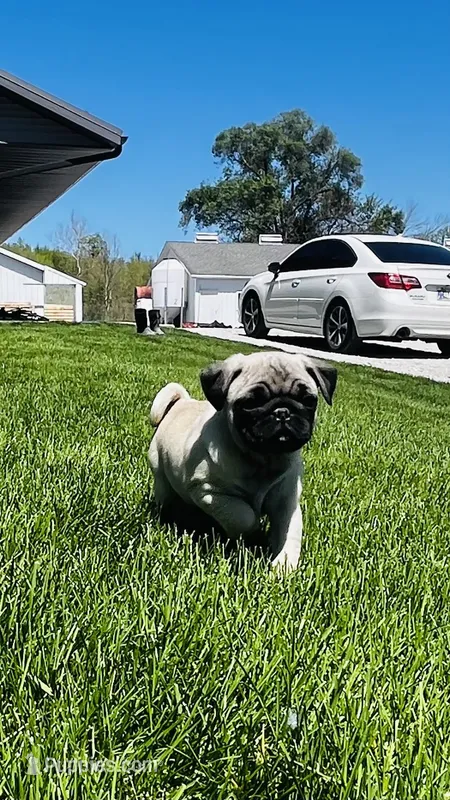 Chloe – Pug puppy for sale in Goshen, IN