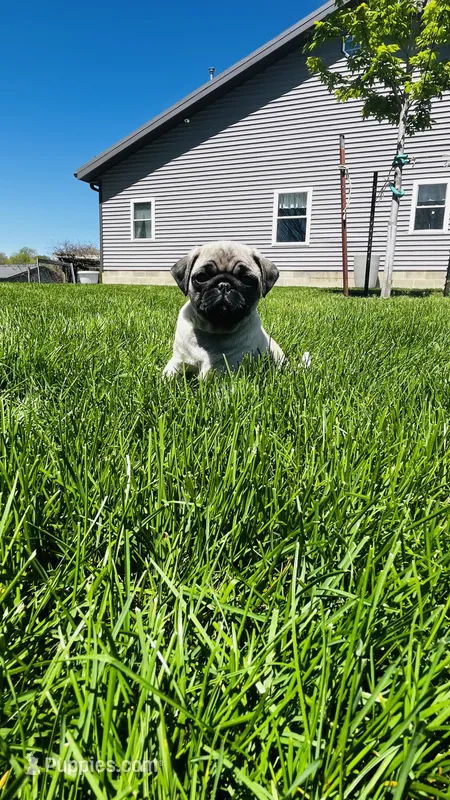 Chloe – Pug puppy for sale in Goshen, IN