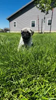 Chloe, a female Pug for sale in Goshen, IN – Photo 8 of 10