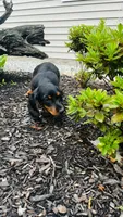 Zander, a male Miniature Dachshund for sale in Goshen, IN – 3 of 10