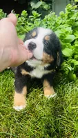 Rami, a male Bernese Mountain Dog for sale in Goshen, IN – 2 of 9