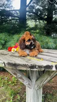 Maddie, a female Cavalier King Charles Spaniel and Poodle - Miniature  for sale in Goshen, IN – 6 of 10