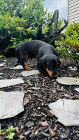 Zander, a male Miniature Dachshund for sale in Goshen, IN – 2 of 10