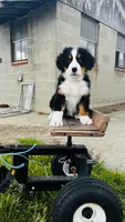 Eleanor, a female Bernese Mountain Dog for sale in Goshen, IN – 9 of 10
