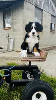 Eleanor, a female Bernese Mountain Dog for sale in Goshen, IN – 6 of 10