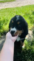 Charles, a male Bernese Mountain Dog for sale in Goshen, IN – 8 of 10
