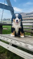 Heidi, a male Bernese Mountain Dog for sale in Goshen, IN – 5 of 10