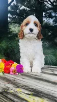 Mason, a male Cavalier King Charles Spaniel and Poodle - Miniature  for sale in Goshen, IN – 3 of 10