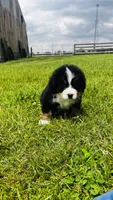 Sullivan, a male Bernese Mountain Dog for sale in Goshen, IN – 9 of 10