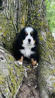 Callahan, a male Bernese Mountain Dog for sale in Goshen, IN – 6 of 10