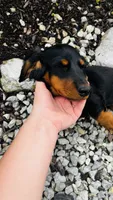 Zander, a male Miniature Dachshund for sale in Goshen, IN – 5 of 10