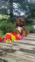 Max, a male Cavalier King Charles Spaniel and Poodle - Miniature  for sale in Goshen, IN – 7 of 10