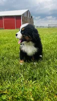 Montgomery, a male Bernese Mountain Dog for sale in Goshen, IN – 9 of 10