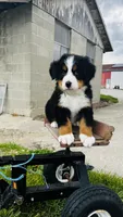Harrison, a male Bernese Mountain Dog for sale in Goshen, IN – 5 of 10