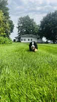 Berne, a male Bernese Mountain Dog for sale in Goshen, IN – 9 of 9
