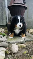 Baron, a male Bernese Mountain Dog for sale in Goshen, IN – 10 of 10