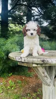 Milo, a male Cavalier King Charles Spaniel and Poodle - Miniature  for sale in Goshen, IN – 2 of 10