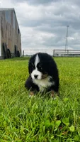 Sullivan, a male Bernese Mountain Dog for sale in Goshen, IN – 5 of 10