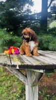 Maddie, a female Cavalier King Charles Spaniel and Poodle - Miniature  for sale in Goshen, IN – 4 of 10