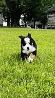 Roman, a male Bernese Mountain Dog for sale in Goshen, IN – 2 of 8