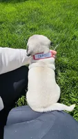 Chad, a male Pug for sale in Goshen, IN – Photo 9 of 9
