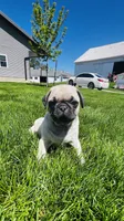Chad, a male Pug for sale in Goshen, IN – Photo 8 of 9