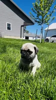 Chad, a male Pug for sale in Goshen, IN – Photo 3 of 9