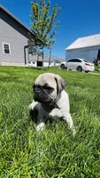 Chad, a male Pug for sale in Goshen, IN – Photo 6 of 9