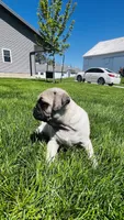 Chad, a male Pug for sale in Goshen, IN – Photo 4 of 9