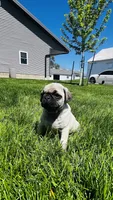 Chad, a male Pug for sale in Goshen, IN – Photo 7 of 9