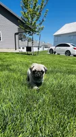 Chad, a male Pug for sale in Goshen, IN – Photo 2 of 9