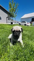 Chad, a male Pug for sale in Goshen, IN – Photo 5 of 9