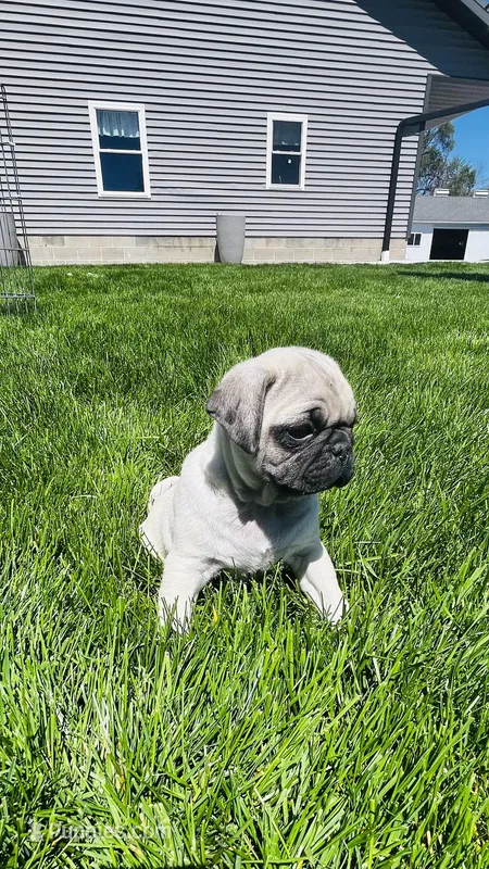 Chad – Pug puppy for sale in Goshen, IN