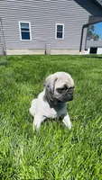 Chad, a male Pug for sale in Goshen, IN – Photo 1 of 9