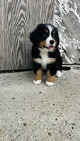 Vivienne, a female Bernese Mountain Dog for sale in Goshen, IN – 6 of 10