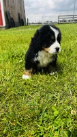 Sullivan, a male Bernese Mountain Dog for sale in Goshen, IN – 10 of 10