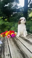 Milo, a male Cavalier King Charles Spaniel and Poodle - Miniature  for sale in Goshen, IN – 3 of 10